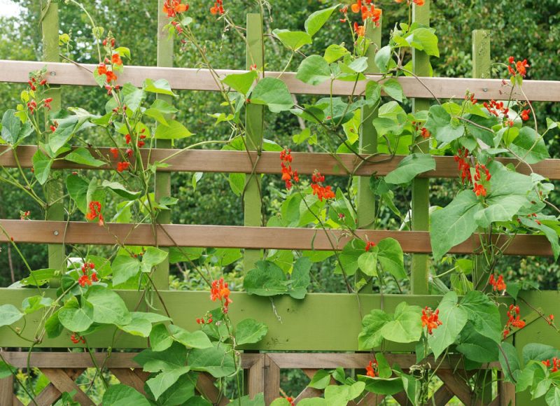 Use zip ties in the garden to give your plants some steady support