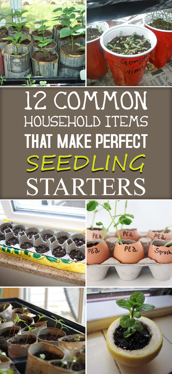 12 Common Household Items That Make Perfect Seedling Starters