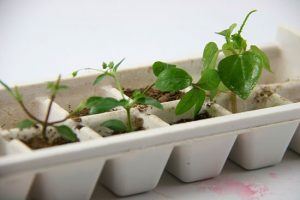 Ice Cube Tray into a Seed Starter
