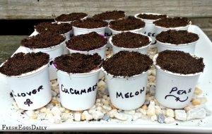 Reuse K-Cups to Start Your Garden Seeds