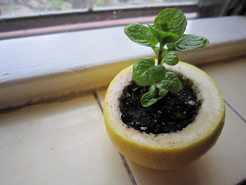 Seedlings In Citrus Peels