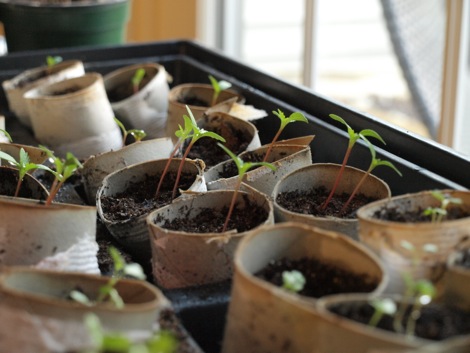 Toilet Paper Roll Seed Starters