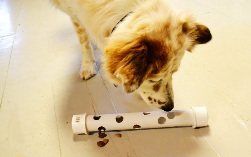 Interactive Dog Feeder Toy