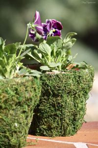 Dress up a terracotta pot with a coating of living moss