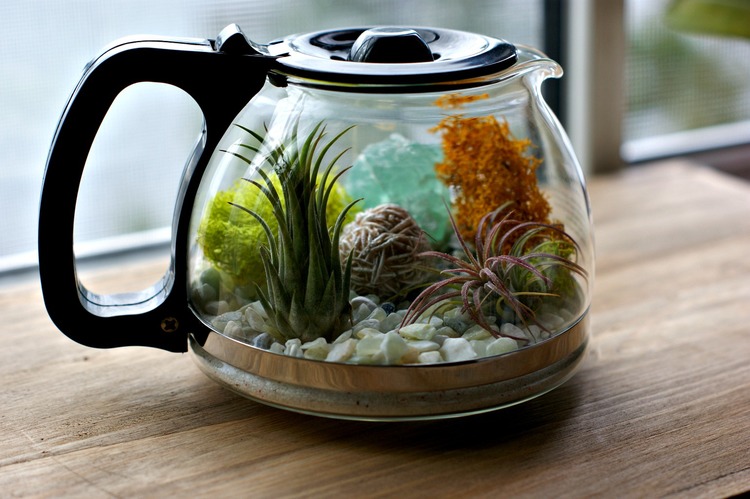 Coffee Pot Terrarium