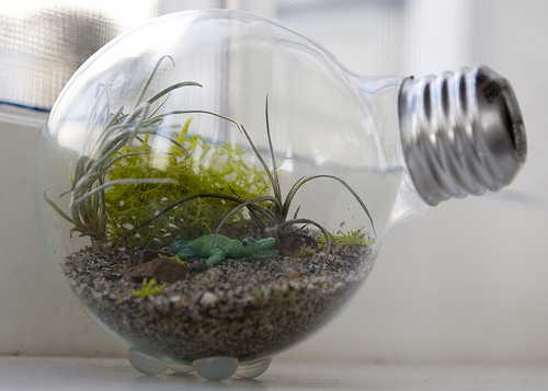 Tiny Terrarium in a Light Bulb