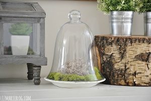 Glass Cloche Moss Terrarium